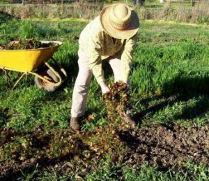 Cum este realizată fertilizarea de către mullein și pentru ce plante este potrivit