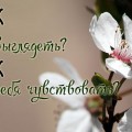 Як зробити Убтан - індійське натуральне очищає засіб для особи