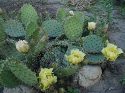 Cactus pentru pământ deschis - îngheț-prickly prickly pere, autostrada