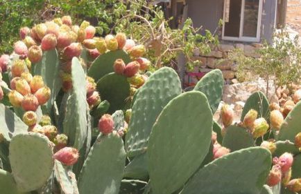 Cactus pentru pământ deschis - îngheț-prickly prickly pere, autostrada