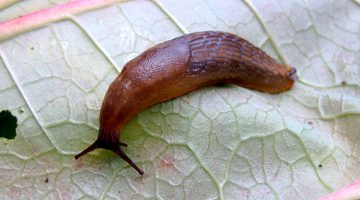 Cum de a salva varza de la slugs