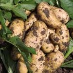 Як удобрювати картопля для найкращого врожаю