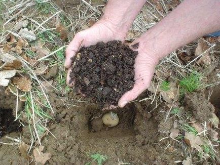 Cum să fertilizezi cartofii pentru cea mai bună recoltă