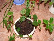Як укоренити лантану - вегетативне розмноження - пелюстка - аматорське квітникарство