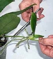 Cum să ai grijă de o orhidee acasă, instrucțiuni, sfaturi și sfaturi