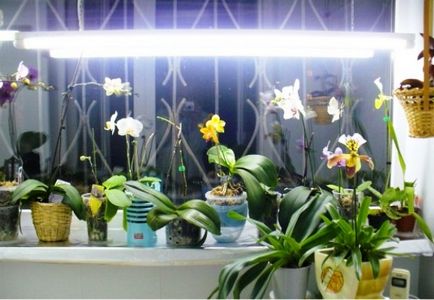 Як доглядати за орхідеєю в домашніх умовах інструкція, підказки та поради