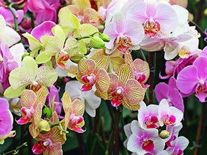 Cum să ai grijă de o orhidee acasă, instrucțiuni, sfaturi și sfaturi