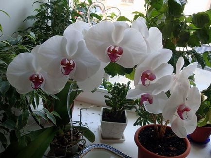 Як доглядати за орхідеєю в домашніх умовах інструкція, підказки та поради