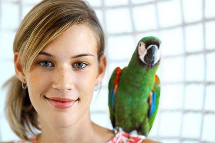 Як доглядати за папугою правила і рекомендації для щастя - відео - «все до дрібниць»