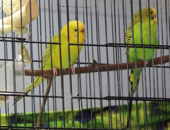 Як уживаються два самця хвилястого папугу в одній клітці