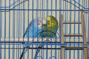 Cum să înțelegeți doi bărbați cu un papagal ondulat într-o cușcă