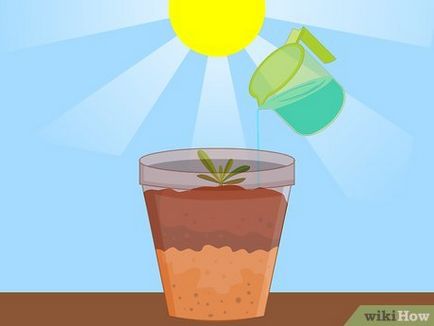 Cum să crească un deșert trandafir din semințe