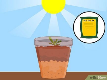 Cum să crească un deșert trandafir din semințe
