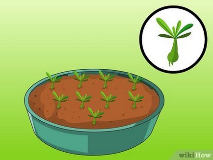 Як виростити пустельну троянду з насіння