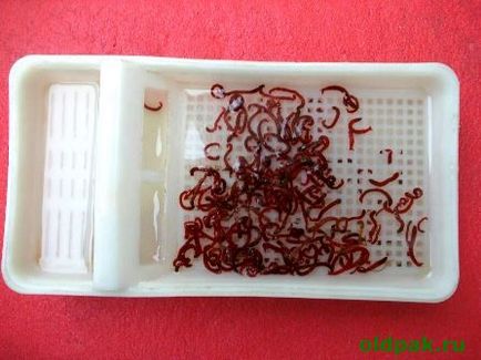 Cum să depozitați viermi de sânge