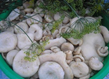 Cum să murăm ciupercile belyanki acasă