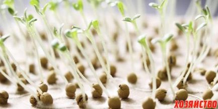 Cum se face germinarea semințelor