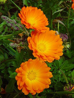 Calendula - ierburi