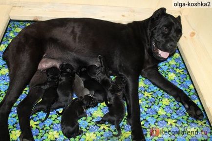 Cane Corso italiano - 