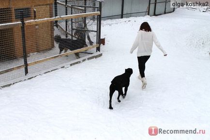 Cane Corso italiano - 