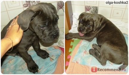 Cane Corso italiano - 