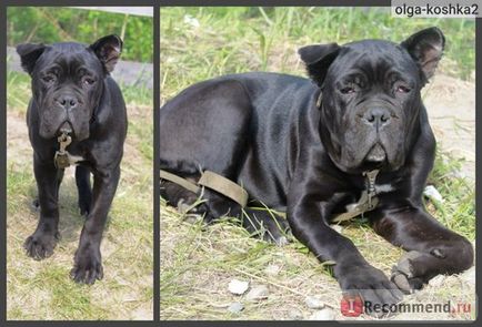 Cane Corso italiano - 