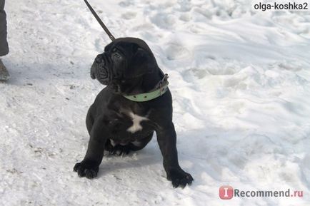 Cane Corso italiano - 