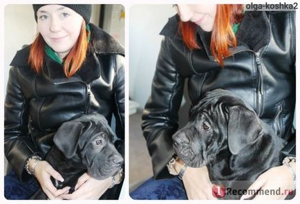 Cane Corso italiano - 