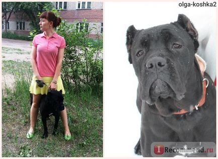 Cane Corso italiano - 