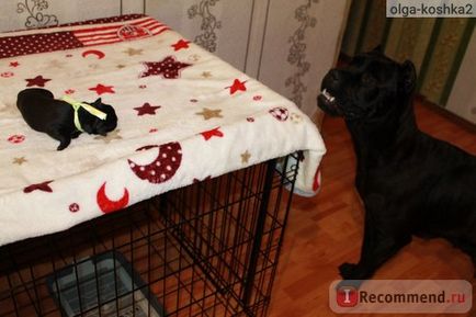 Cane Corso italiano - 