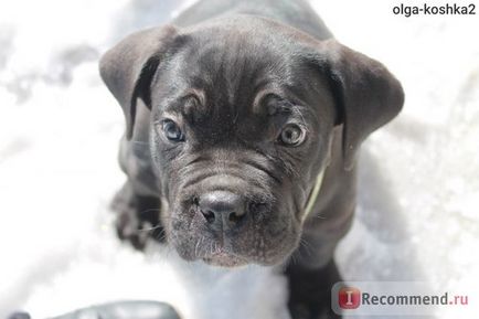 Cane Corso italiano - 