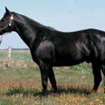 Карачаївська коні особливості селекції цієї породи коней в умовах конезаводу