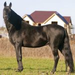 Karachaev are particularitățile de reproducere a acestei rase de cai în condițiile fermei de păpuși
