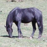 Karachaev are particularitățile de reproducere a acestei rase de cai în condițiile fermei de păpuși