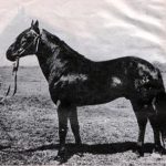 Карачаївська коні особливості селекції цієї породи коней в умовах конезаводу