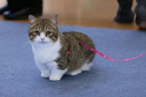 Pisici miniatură mini-pisică și rase comune