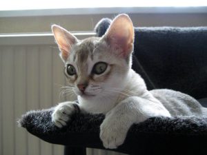 Mini törpe kisállat macska és a közös fajták