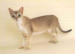 Карликова тварина міні кішка і поширені породи