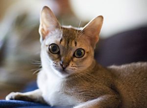 Mini törpe kisállat macska és a közös fajták