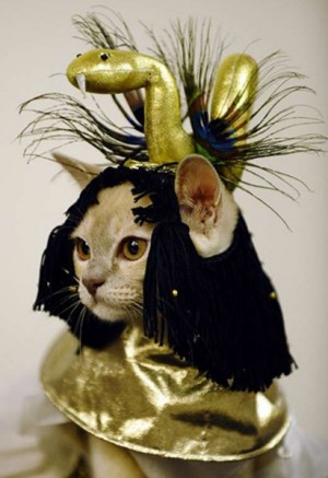 Costume de carnaval pentru o pisica