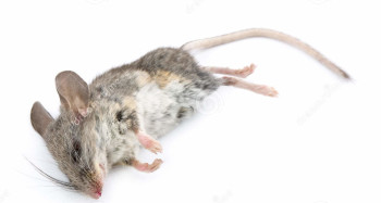 Ce arata un mouse mort?