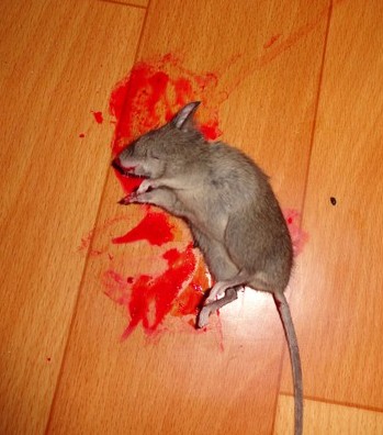 Ce arata un mouse mort?