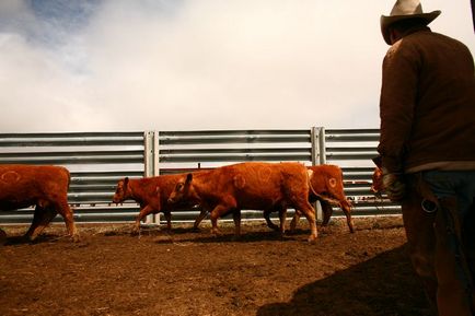 Branding bovine