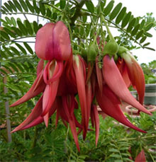 Clanthus, clianthus - plante de casă