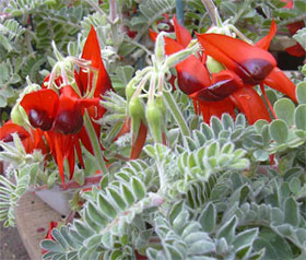 Clanthus, clianthus - plante de casă