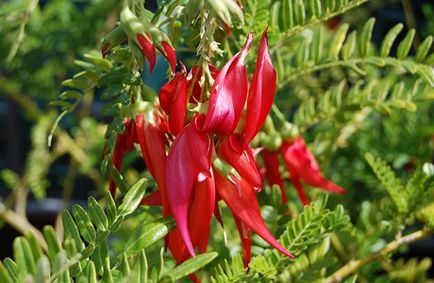 Clianthus, îngrijire, vederi, fotografie