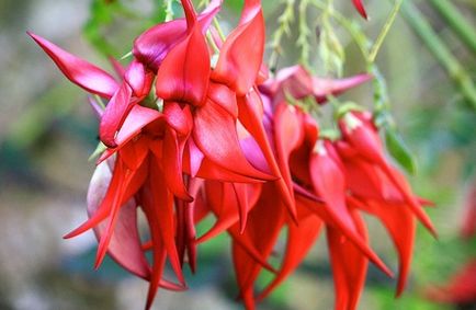 Clianthus, îngrijire, vederi, fotografie