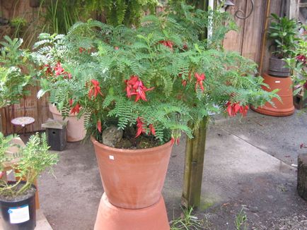 Cliantus, clianthus - zona florii