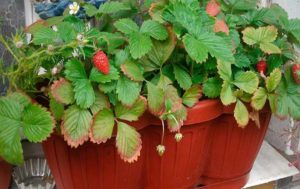 Strawberry Clerics Descriere Varietate Comentarii foto Plantarea și îngrijirea unei grădinițe, varietale