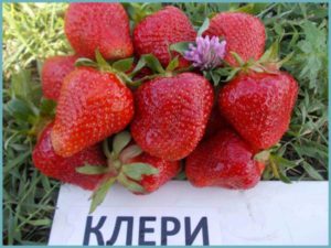 Strawberry Clerics Descriere Varietate Comentarii foto Plantarea și îngrijirea unei grădinițe, varietale